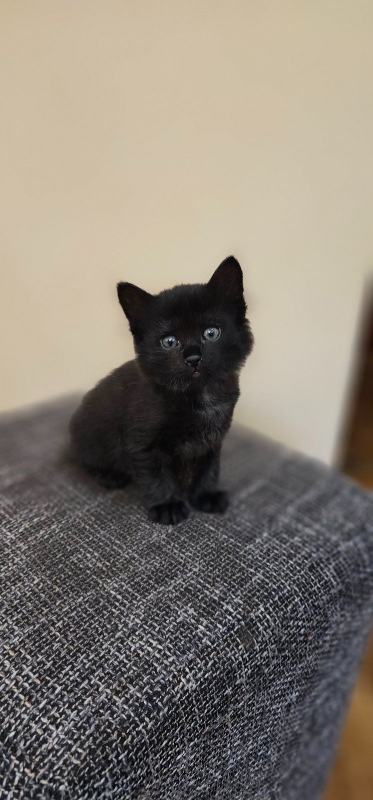 Отдам подарю котенк мальчик