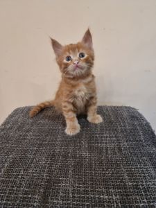 Подарю котенка мальчик безплатно