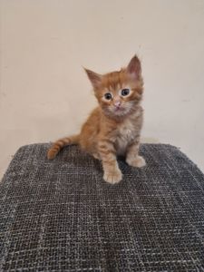 Подарю котенка мальчик безплатно