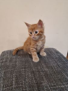 Подарю котенка мальчик безплатно