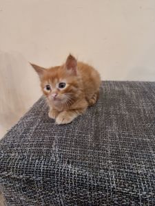 Подарю котенка мальчик безплатно