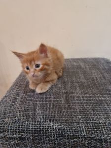 Подарю котят