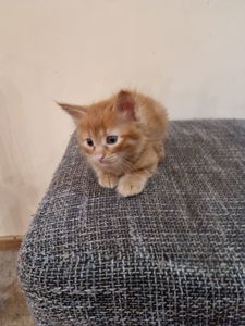 Подарю котенка мальчик безплатно