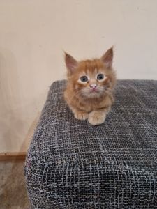 Подарю котят
