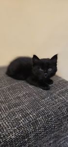 Подарю котенка безплатно девочка