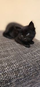 Подарю котенка безплатно девочка