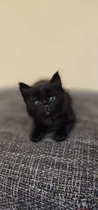 Подарю котенка безплатно девочка