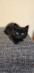 Подарю котенка безплатно девочка