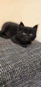 Подарю котенка безплатно девочка