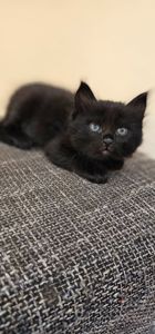 Подарю котенка безплатно девочка