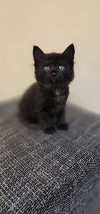 Отдам подарю котенк мальчик