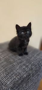 Подарю котят