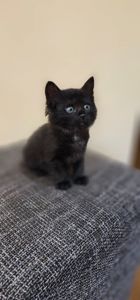 Отдам подарю котенк мальчик
