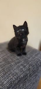 Подарю котят