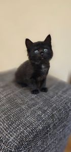 Отдам подарю котенк мальчик