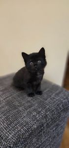 Отдам подарю котенк мальчик