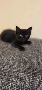 Подарю котят