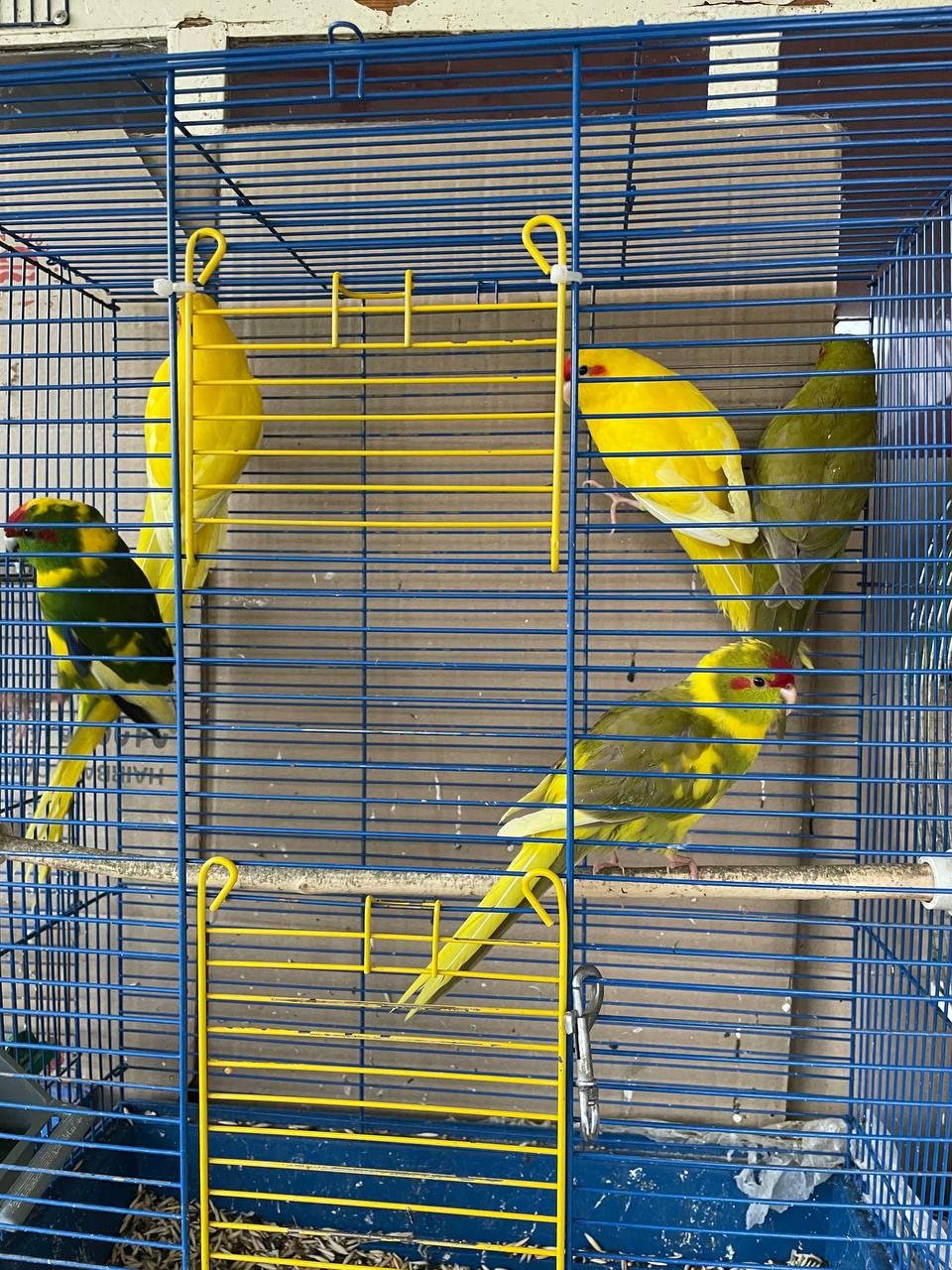 Какарик