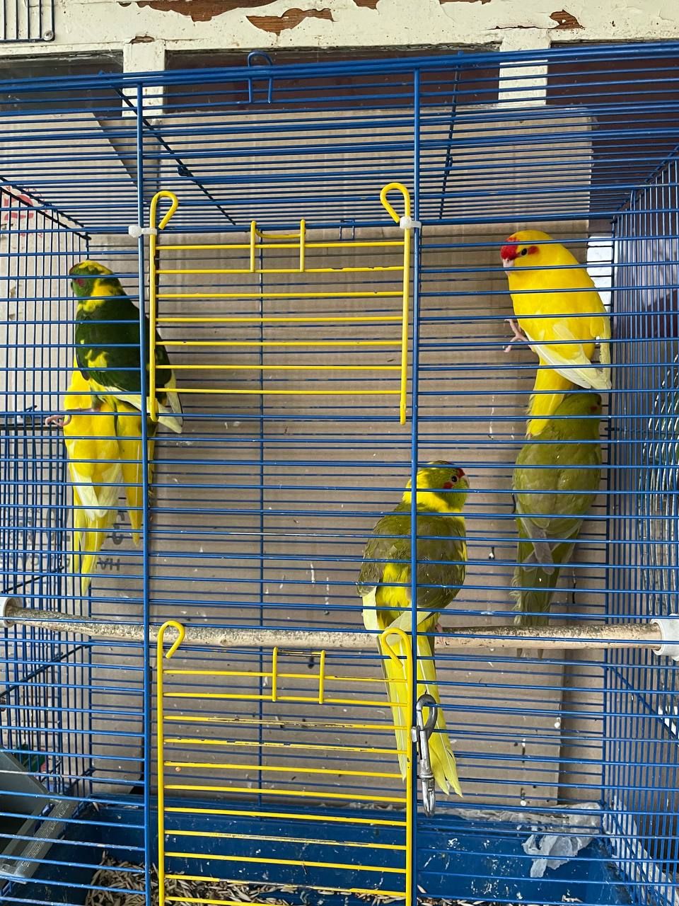 Какарик