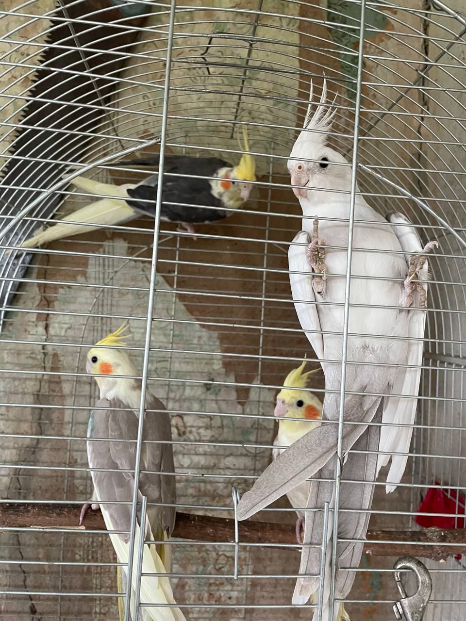 Корела