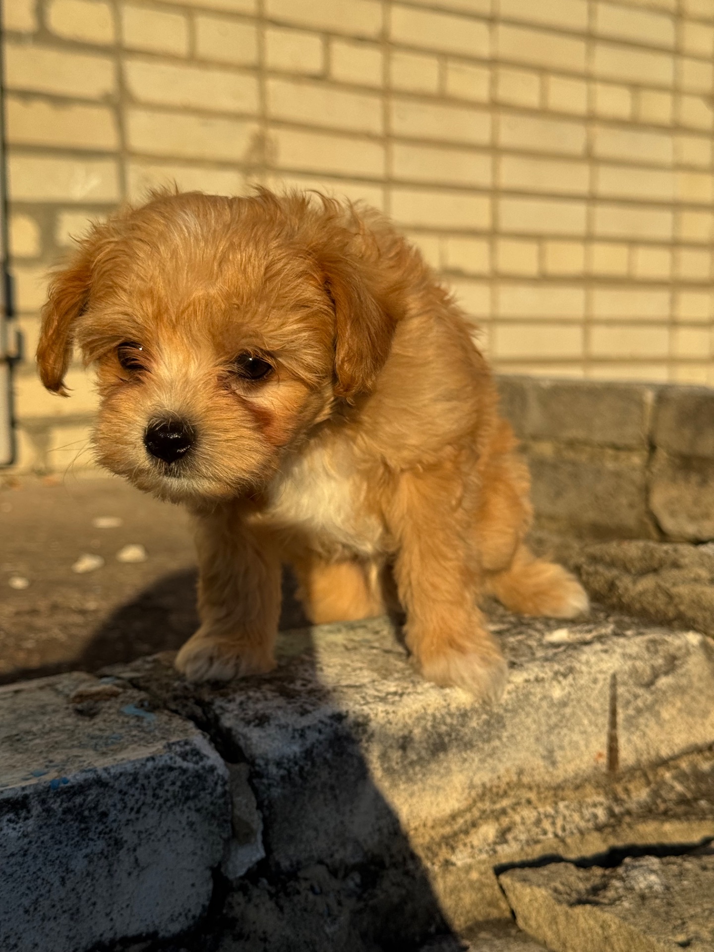 Цуцик