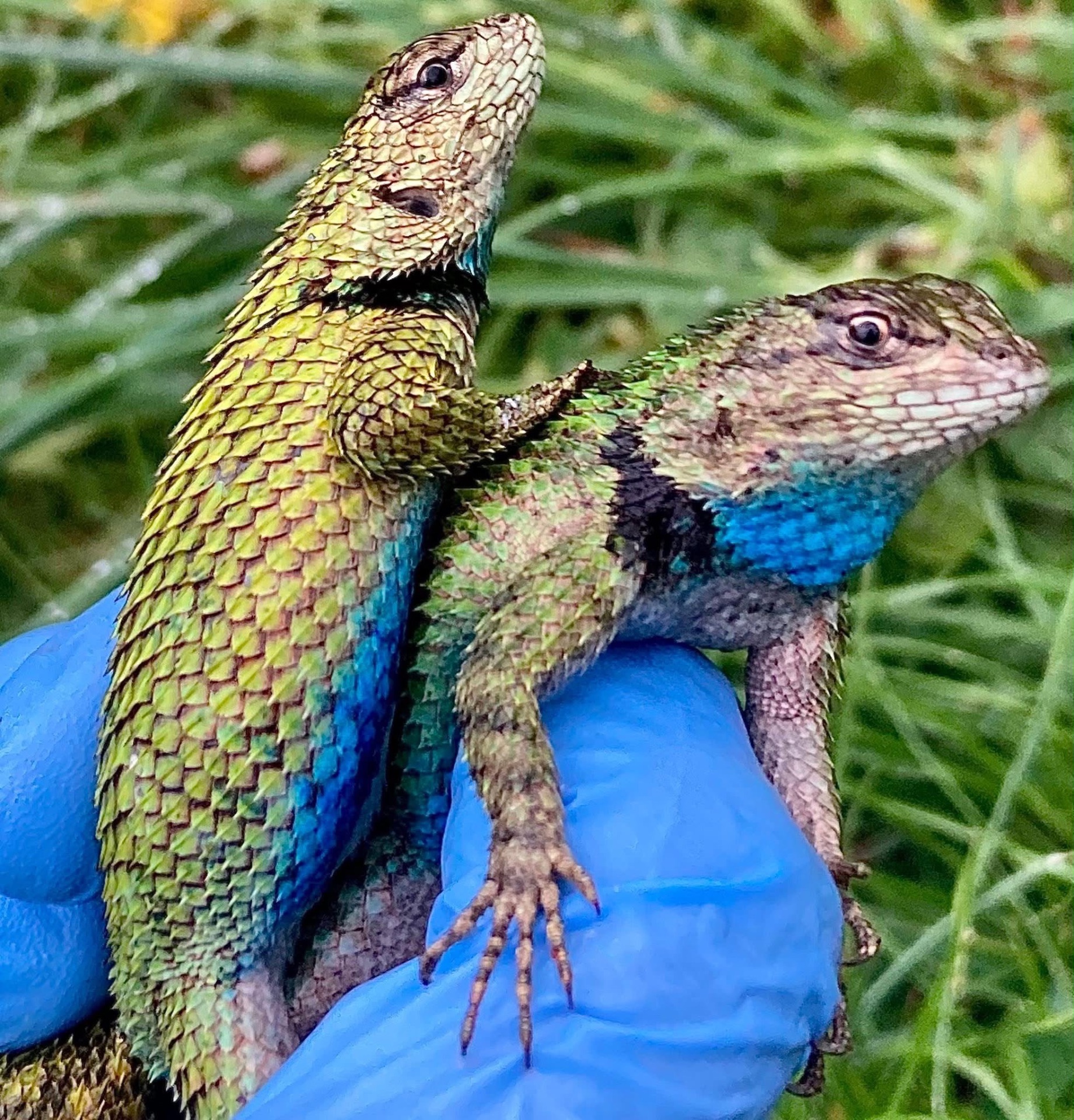 Малахітові ігуани (Sceloporus malachiticus)