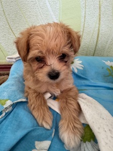 Цуцик