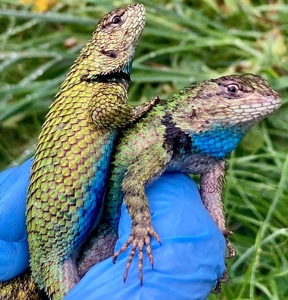 Малахітові ігуани (Sceloporus malachiticus)