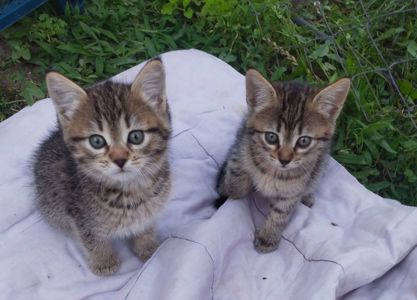 Віддам в добрі руки кошенят