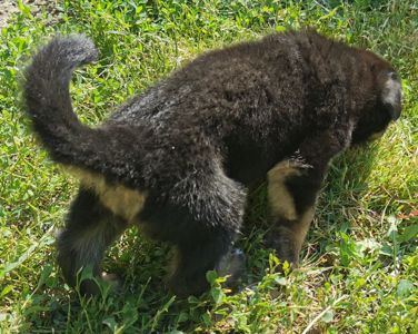 Цуценята німецької вівчарки