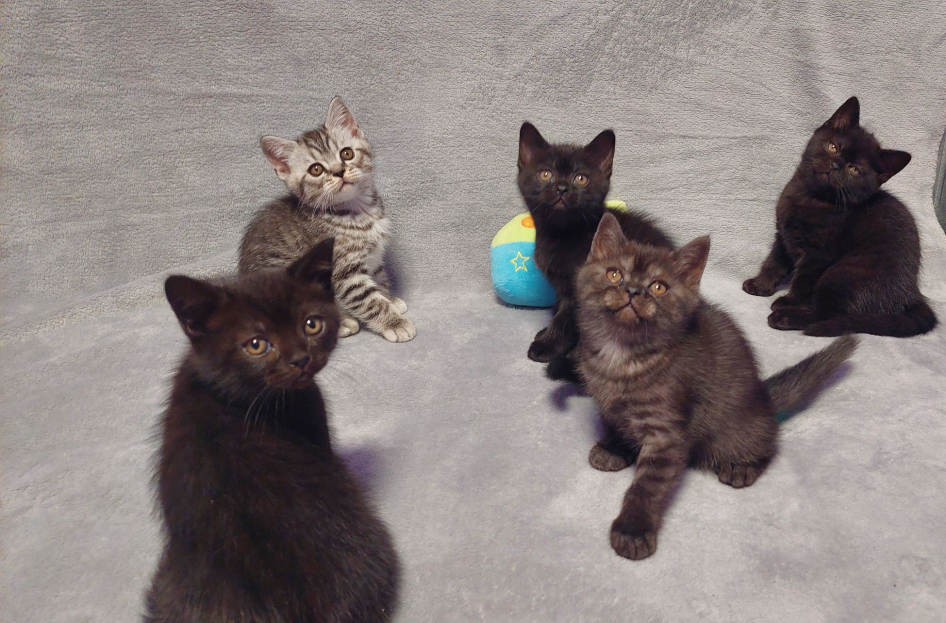 Шотландські кошенята Скоттіш страйт