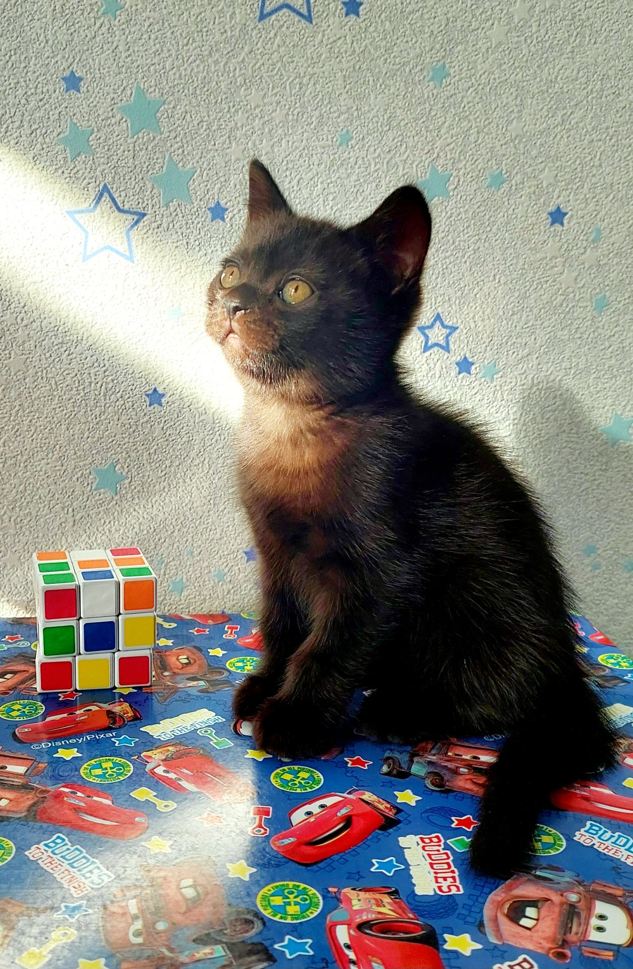 Шотландські кошенята Скоттіш страйт