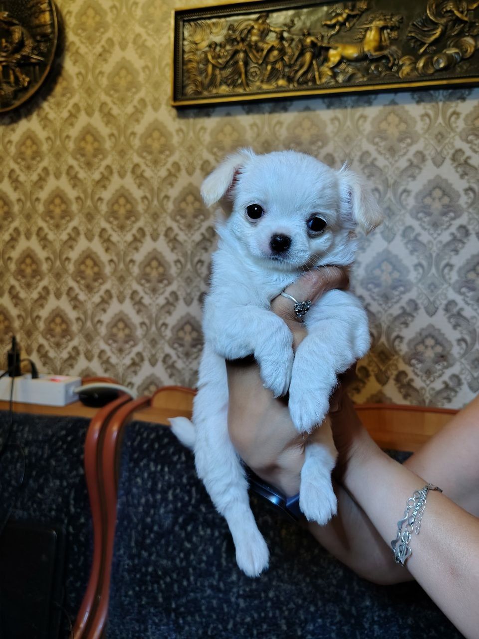 Цуценята Чихуахуа