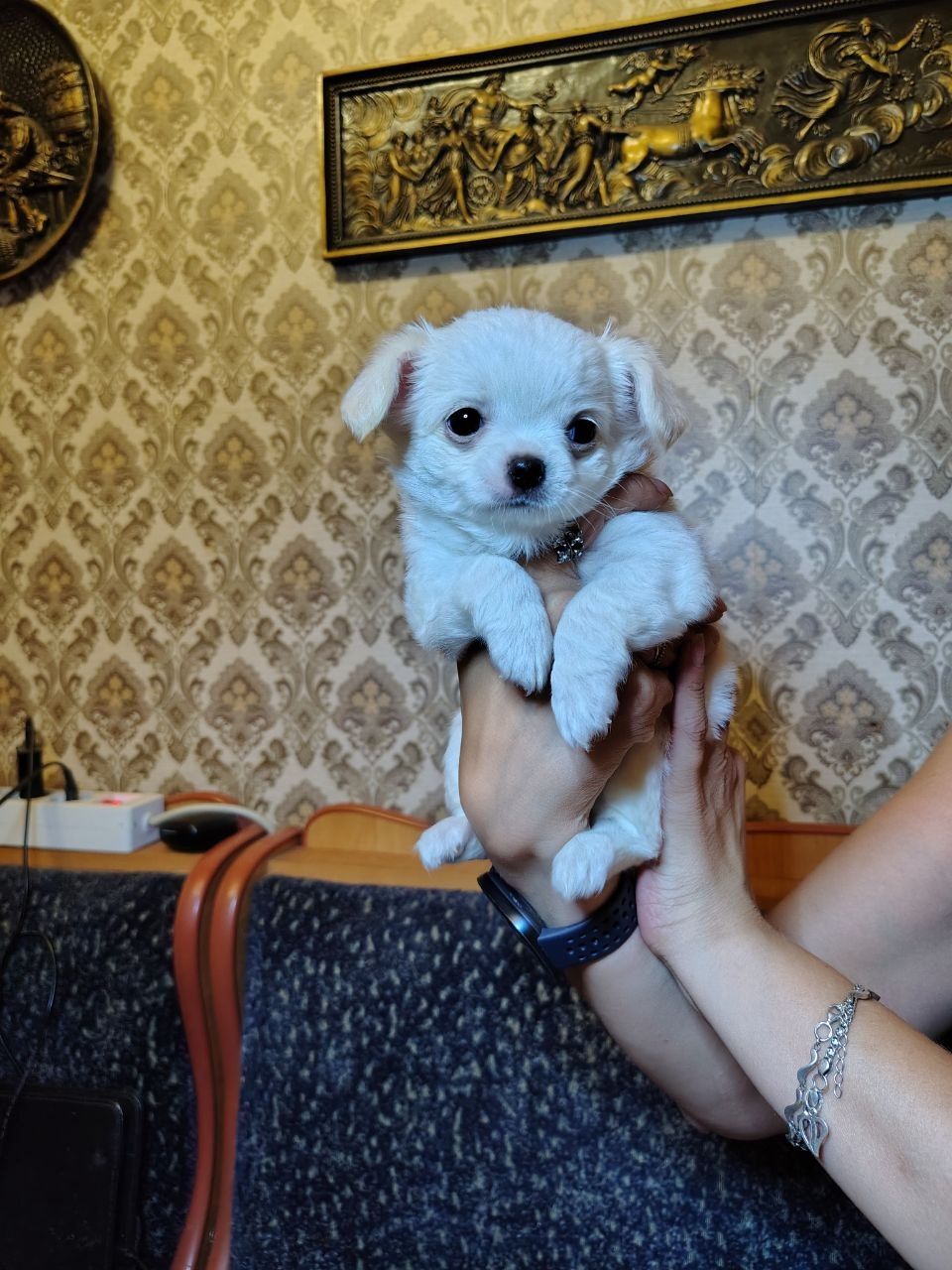 Цуценята Чихуахуа