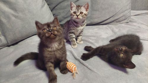 Шотландські кошенята Скоттіш страйт