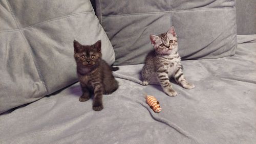 Шотландські кошенята Скоттіш страйт