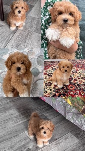 Maltipoo f1 мальтіпу ф1