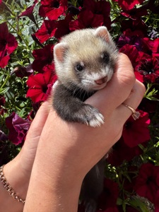 🦦 Малюки фретки шукають найкращу родину! ❤️