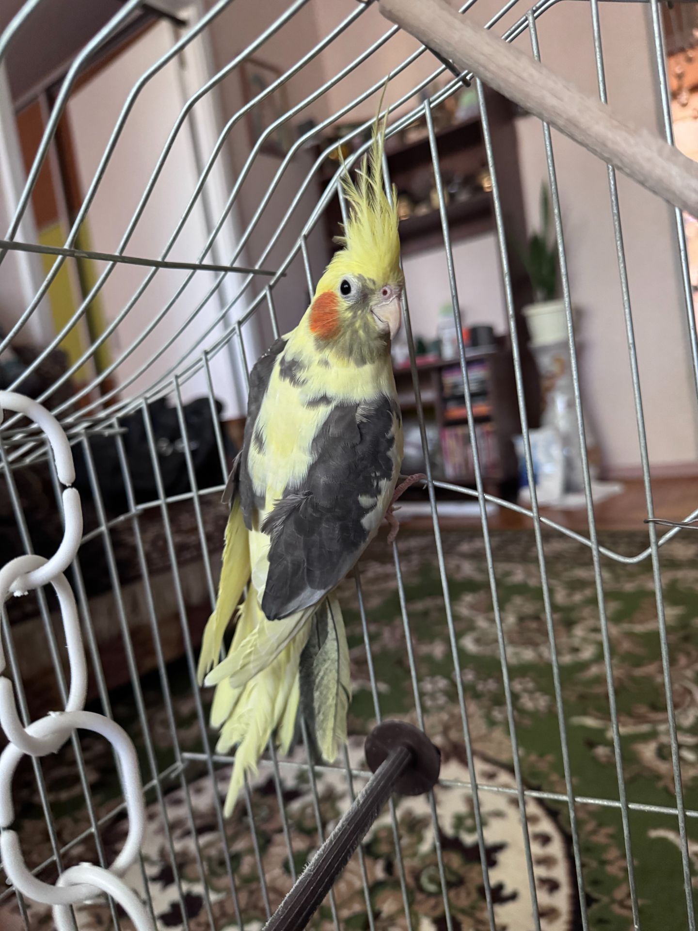 Корела
