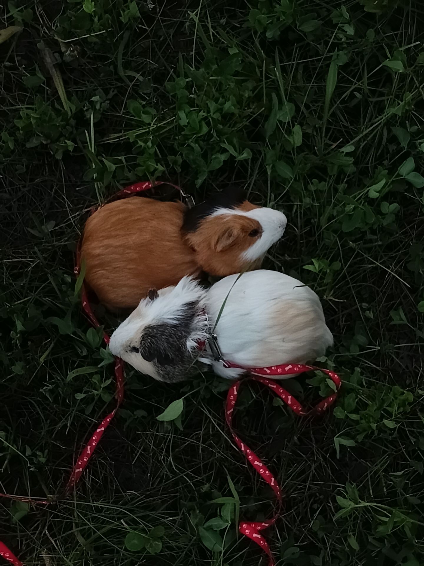 Морська свинка породи Куї