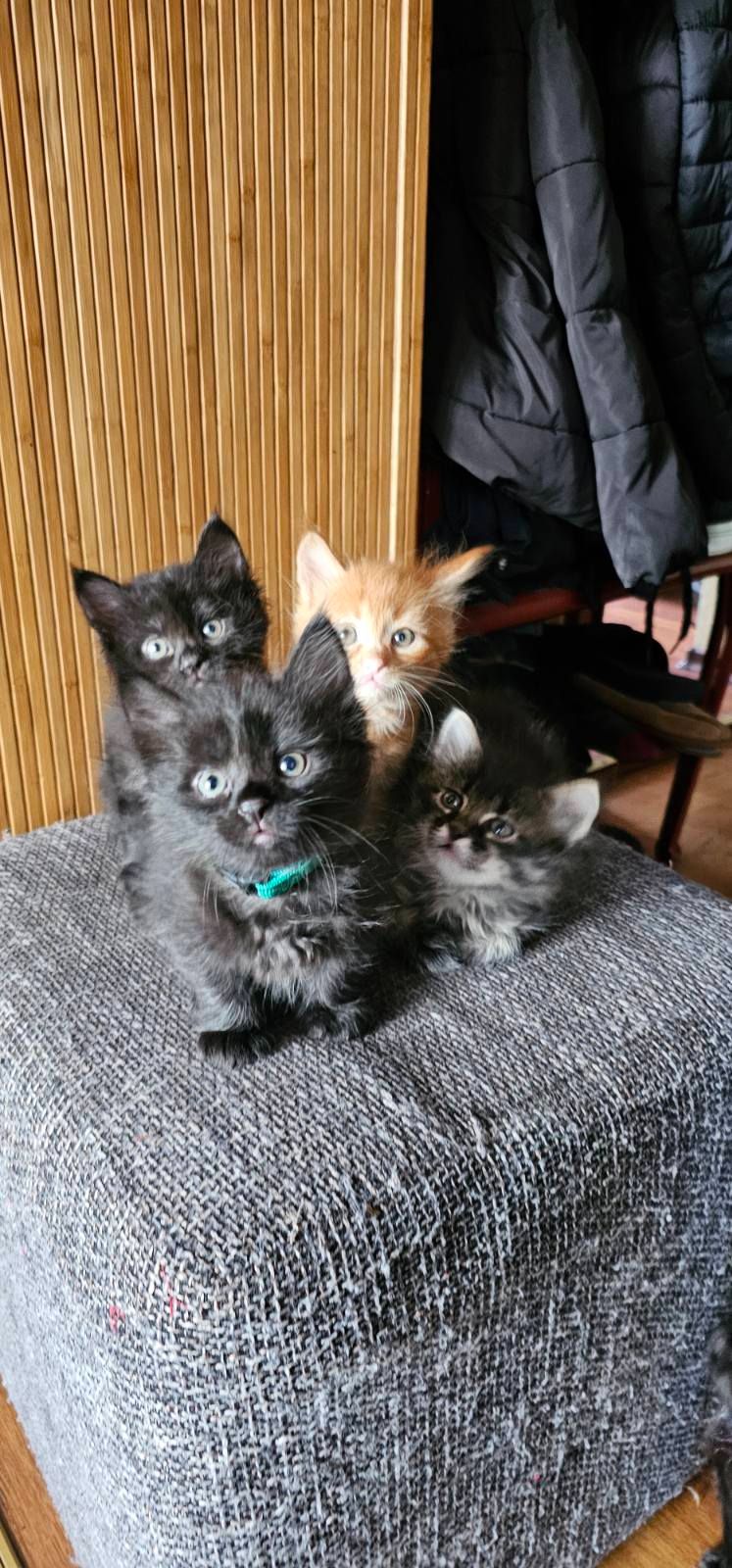 Подарю котят мальчики и девочки