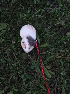 Морська свинка породи Куї