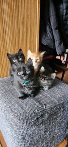 Подарю котят мальчики и девочки