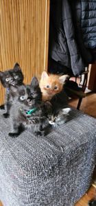 Подарю котят мальчики и девочки