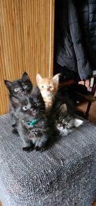 Подарю котят мальчики и девочки