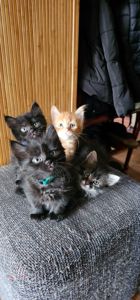 Подарю котят мальчики и девочки