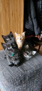 Подарю котят мальчики и девочки