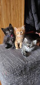 Подарю котят мальчики и девочки