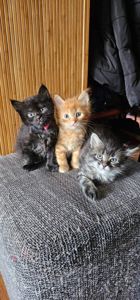 Подарю котят мальчики и девочки