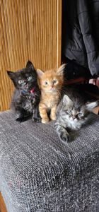 Подарю котят мальчики и девочки